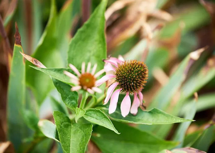 דירה Christepaul *